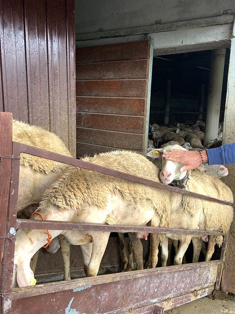 The milking of sheep and cheeses that mature in a special climate.