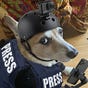 Margo, RPWC, AKC, FhD, BD's avatar