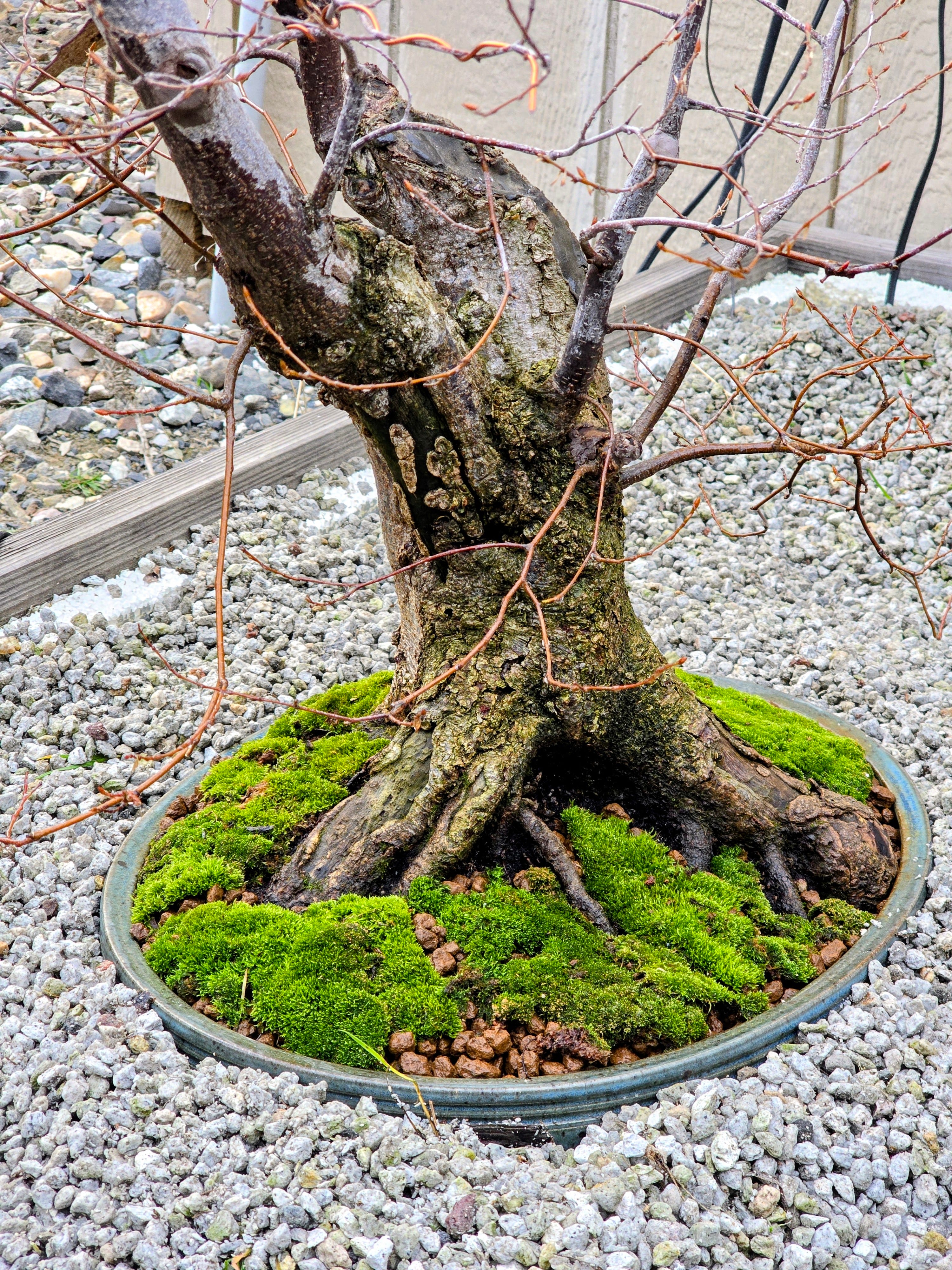 It's bonsai repotting season