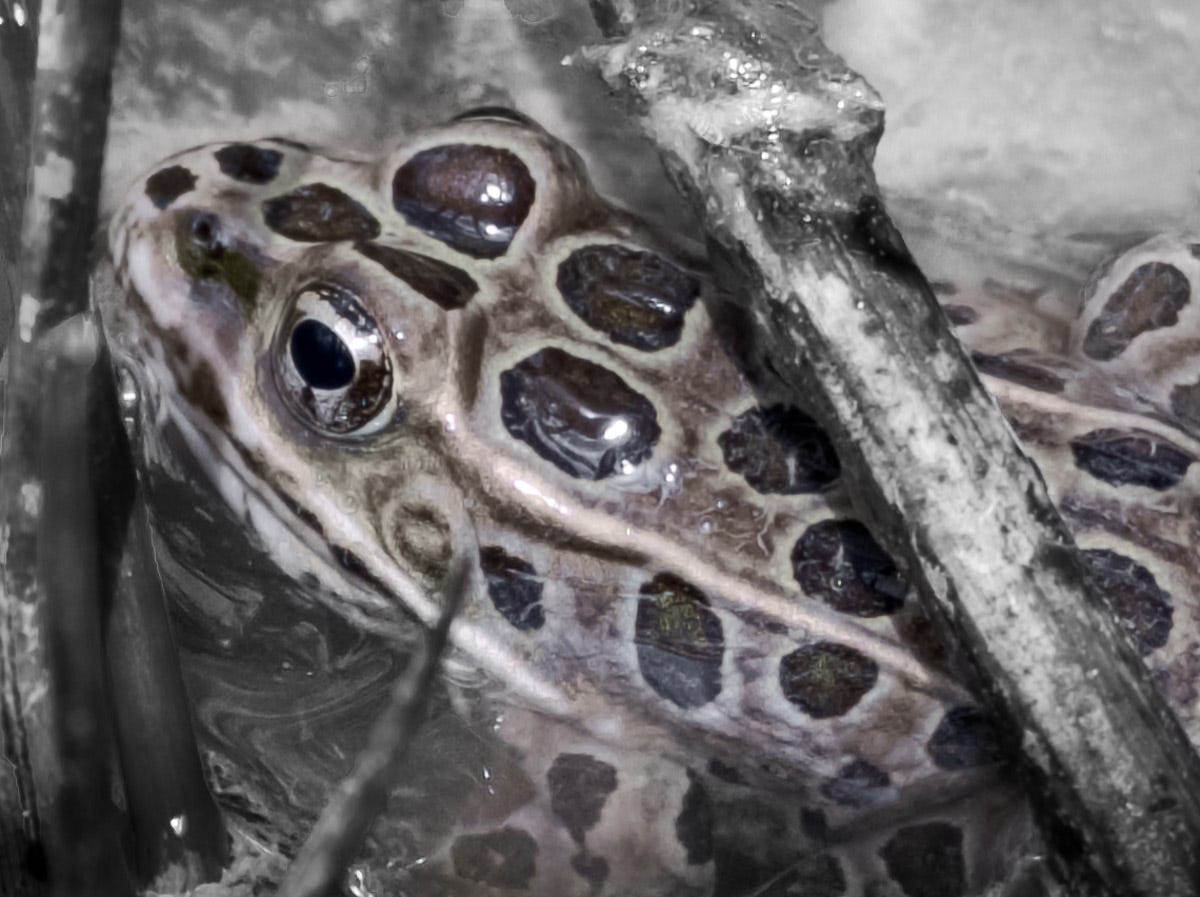 A colorized photo of a frog in water.