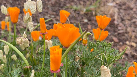 phenomenal blooms in San Francisco