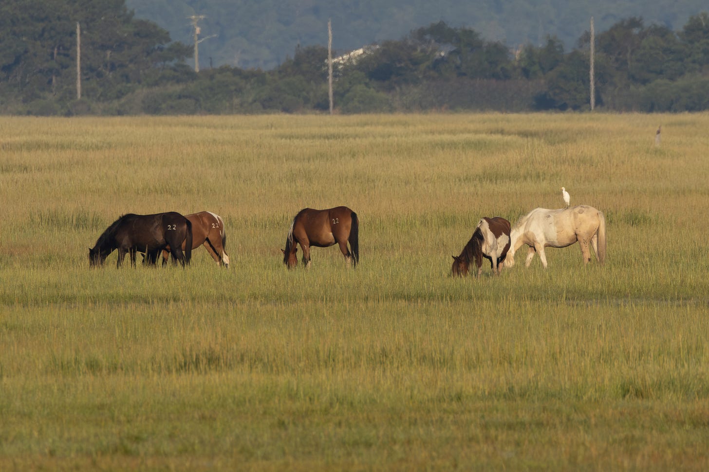 four horses grazing in a field. the horses are branded with numbers. a cattle egret stands on the rightmost horse.