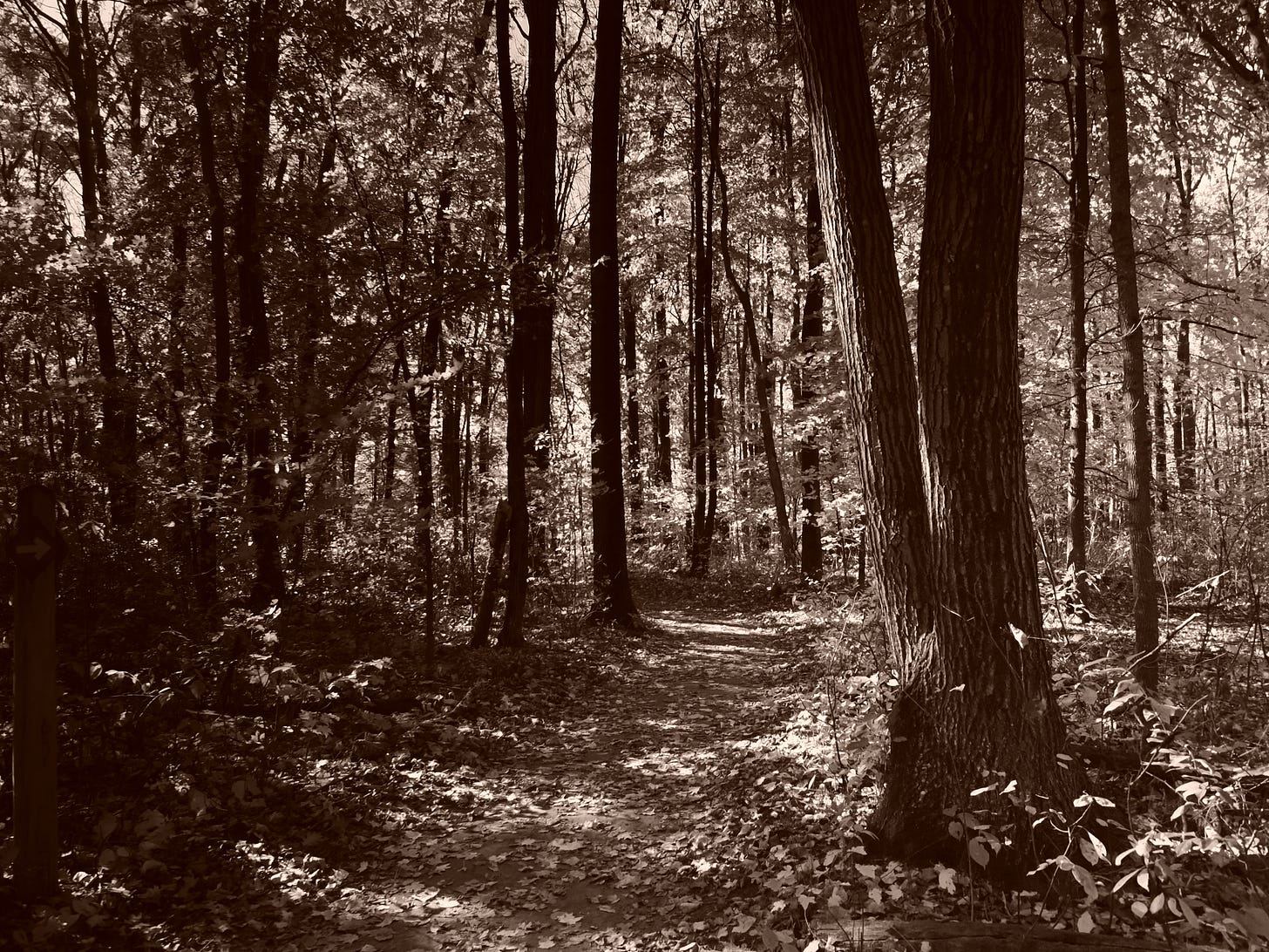 A path leads through a dense forest