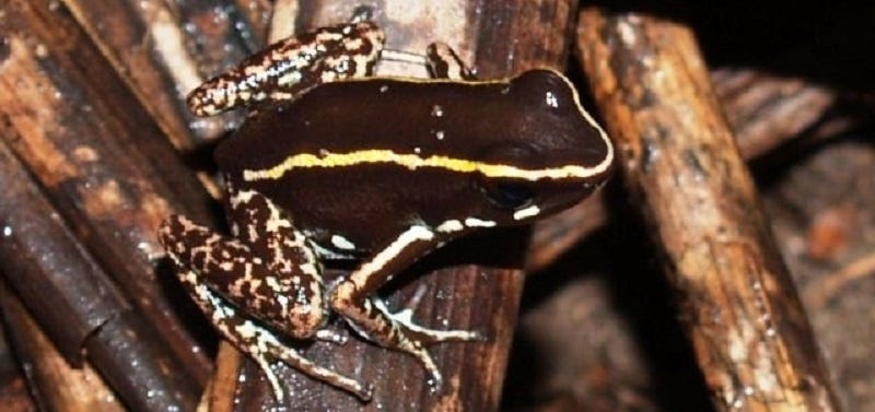 Belle grenouille poison, Dangereuse