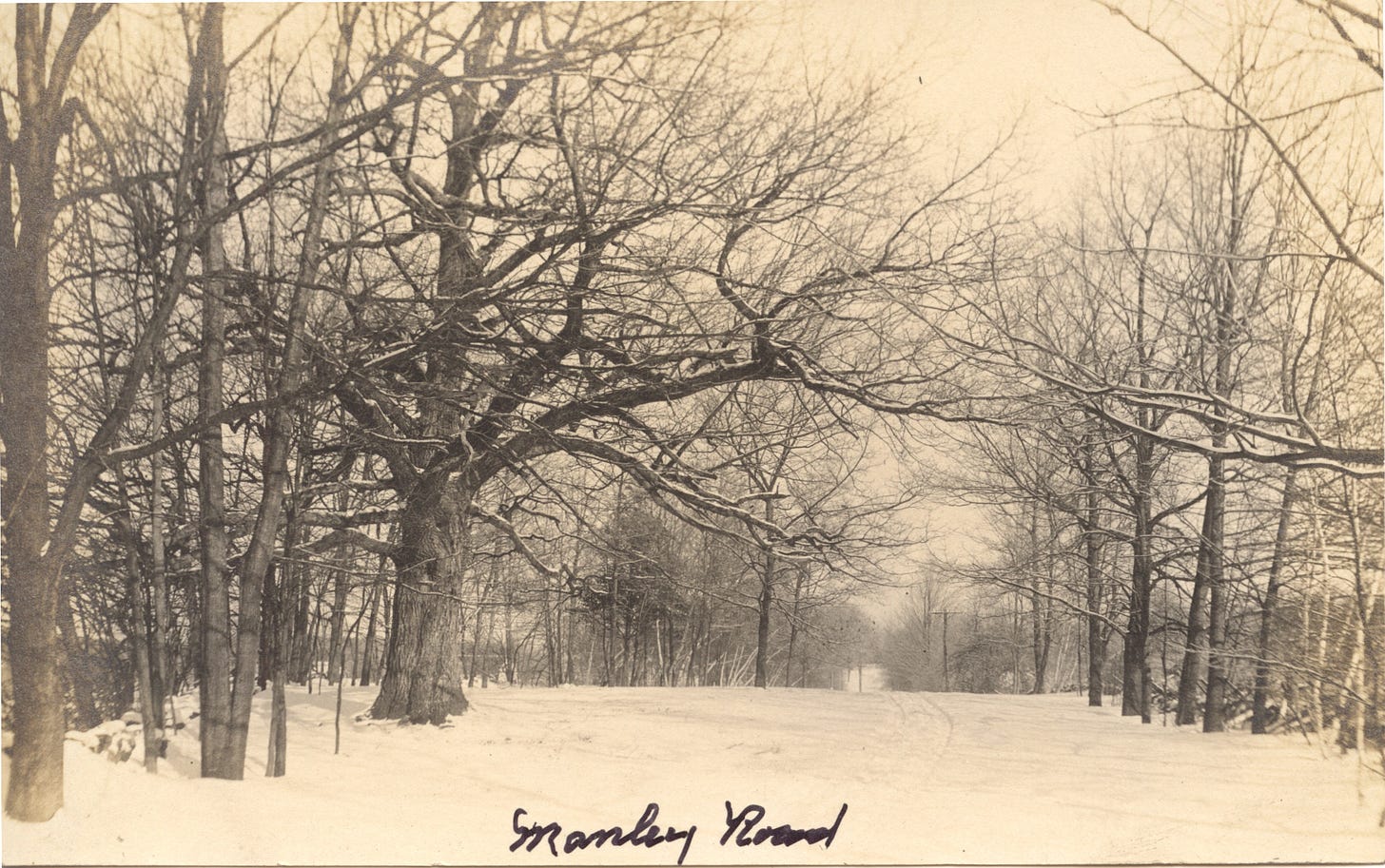 Children's Oak in winter