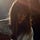 Feist’s Newsletter