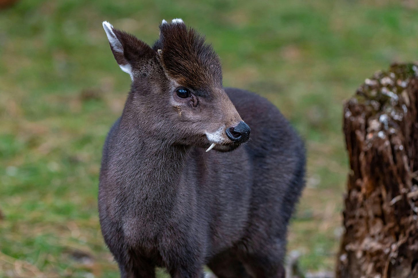 A adult male tufted deer with brown fur head tuft and white ear tip markings showing off his fang-like canine teeth