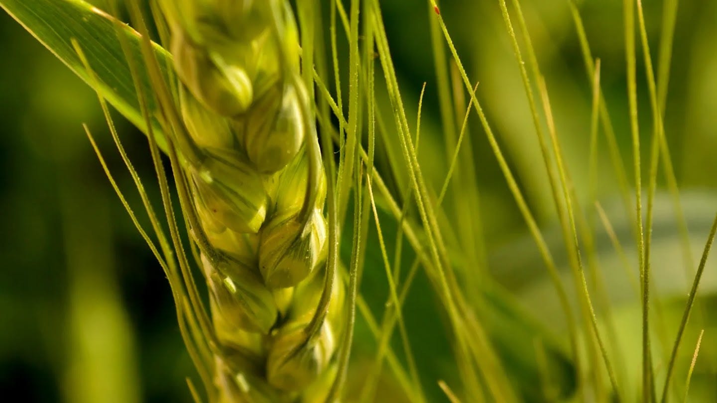 A close-up photograph of a green wheat head (spikelet), still on the stalk in a field. The individual kernels are visible and surrounded by long, thin green awns. The background is a soft blur of vibrant green foliage.