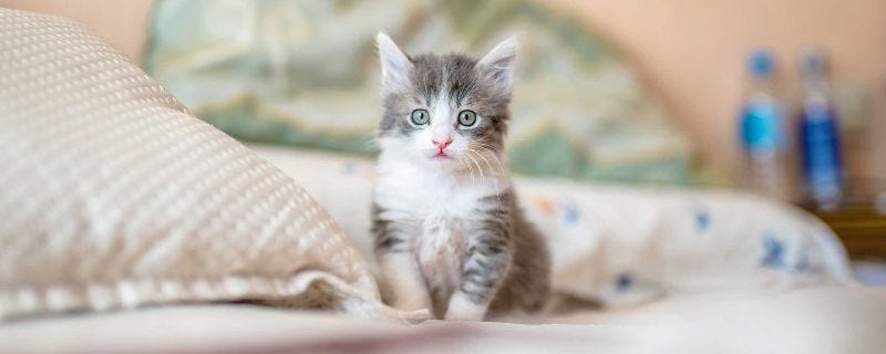 BLOG: The Cat Whisperer: How a Cat Psychologist Can Help Your Kitty 