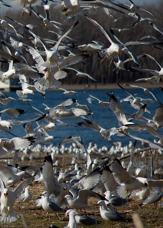 Dump trucks build the Leslie Street Spit and ring-billed gulls congregate on the finished landfill.