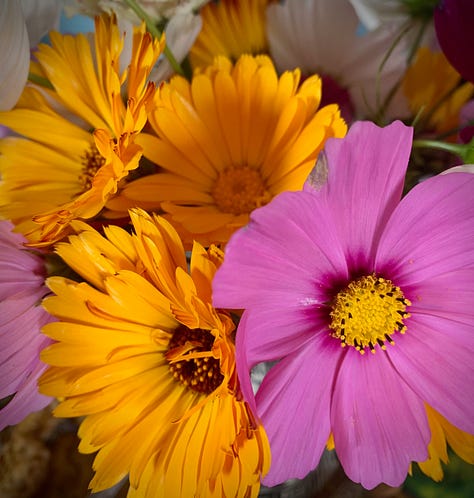 photo one is a bouquet of cosmos and calendula flowers, photo two is a cluster of wild cranberries, photo three is red aurora borealis over a little house