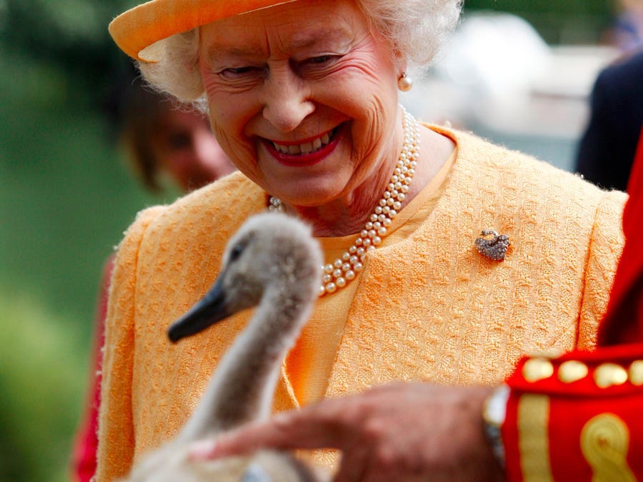 queen elizabeth ii swan upping cygnet