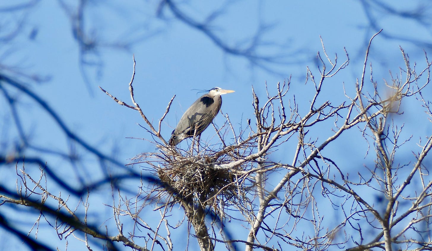 Great blue heron tending its nest Great blue heron tending its nest