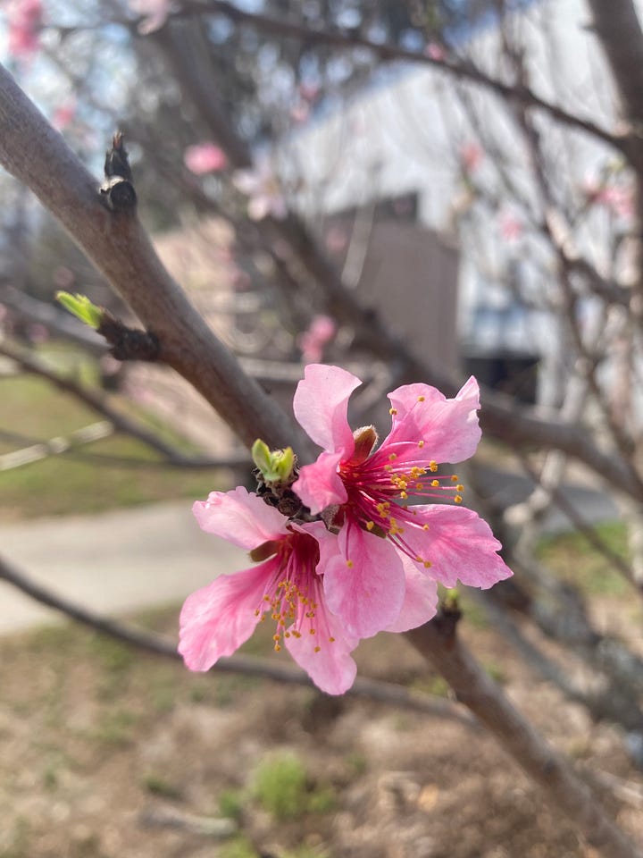 Current blooms in the Florida-Friendly Landscaping garden include pink flowered peach, dark pink Panama rose flower clusters, violet three-petaled spiderwort, and reddish pink azalea flowers.