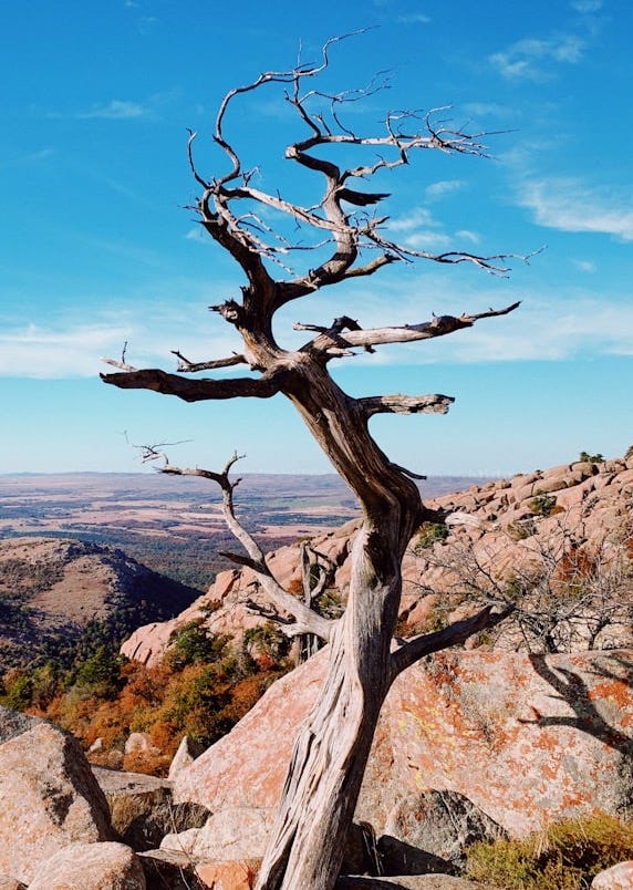 a dead tree on top of a mountain a dead tree on top of a mountain