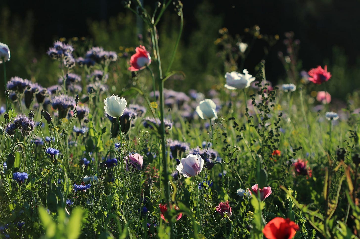 Field of wildflowers Field of wildflowers