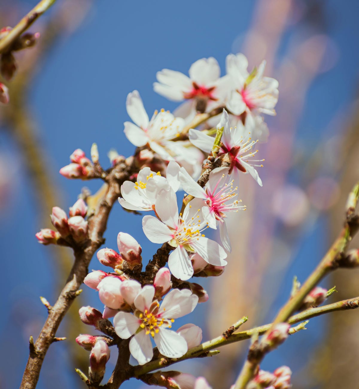 Pink-centered white tree blossoms against bright blue sky background