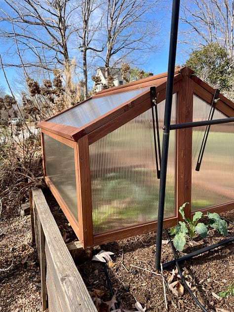 winter kitchen garden; cold frame