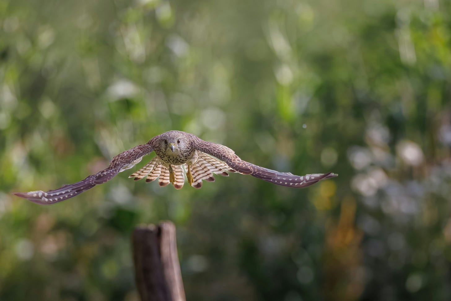 A hawk flying straight toward the camera, wings spread low over blurred green.