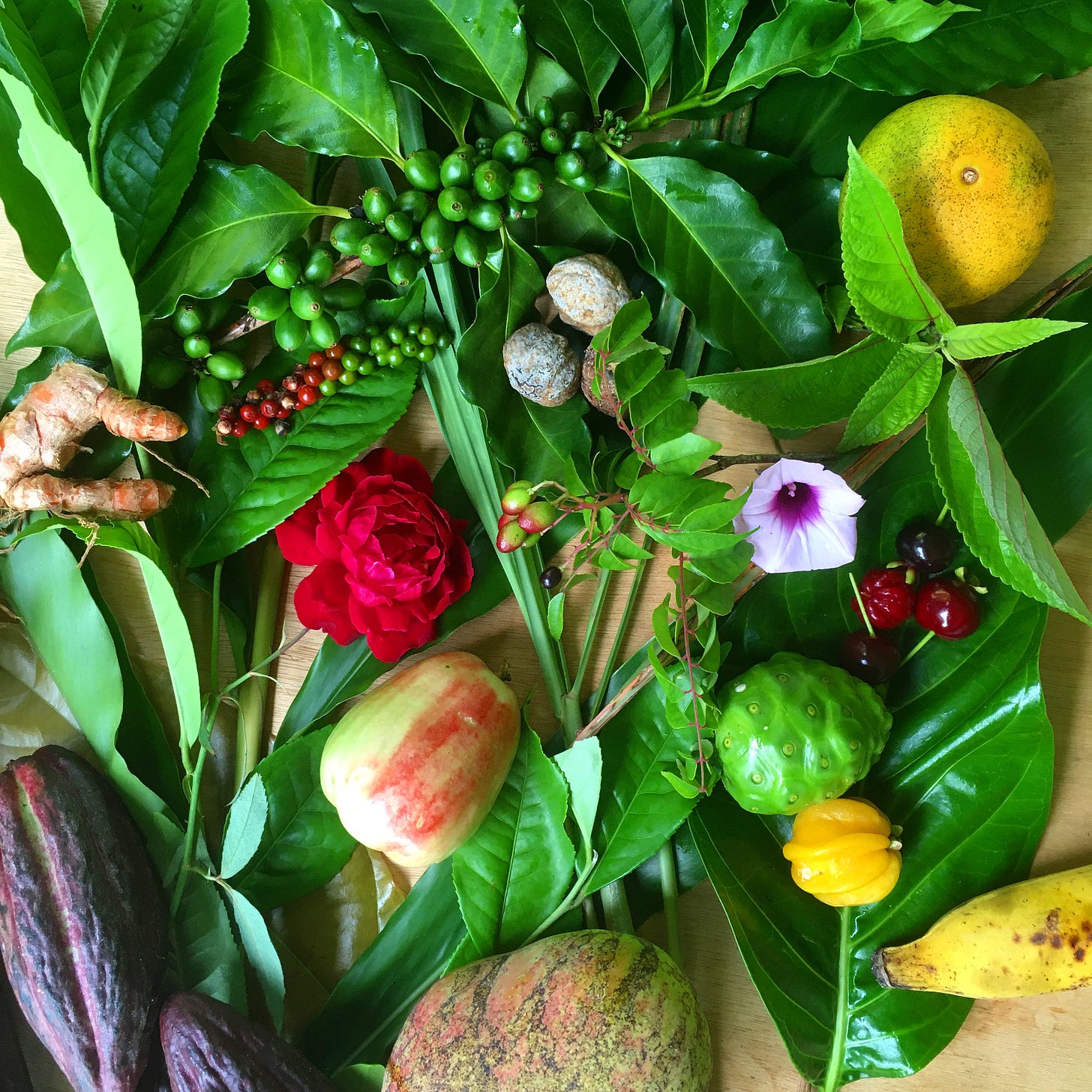 Leaves, spices, fruit still life