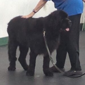 Crokell being Judged Crokell being Judged