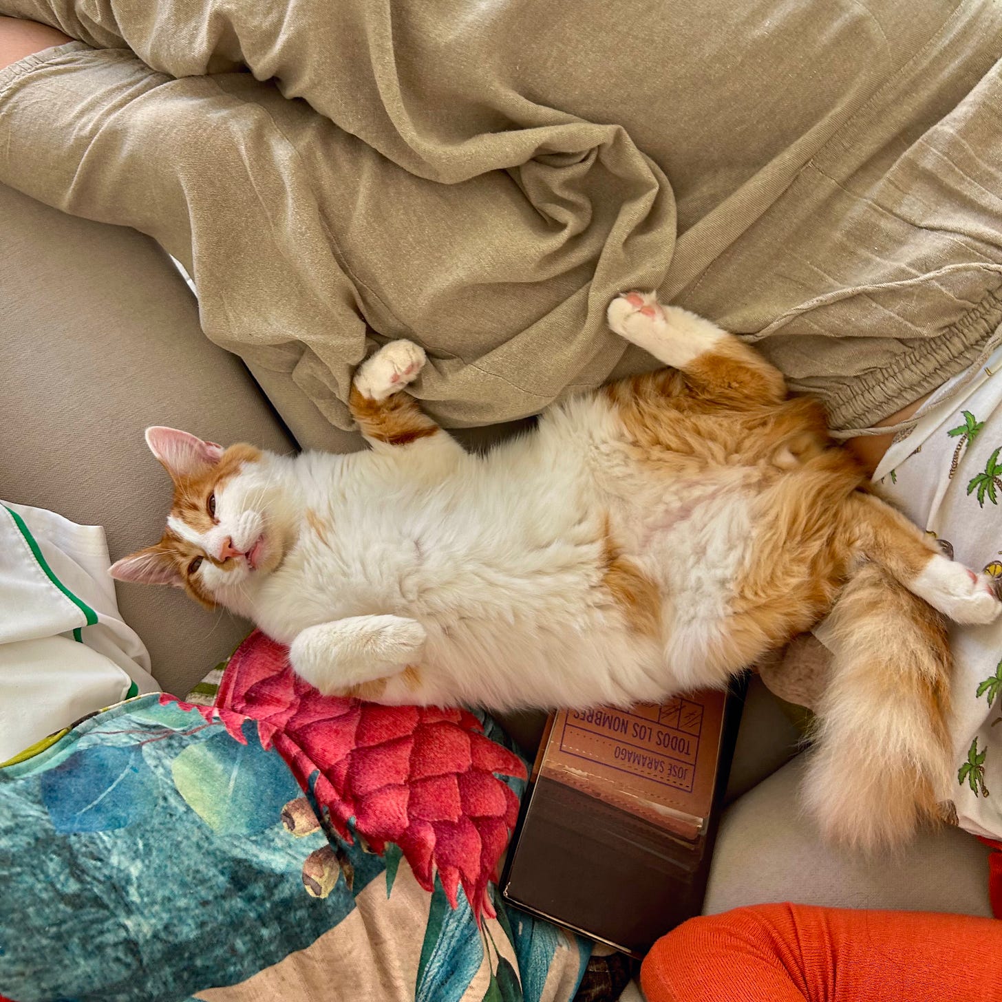 Gato durmiendo la siesta Gato durmiendo la siesta