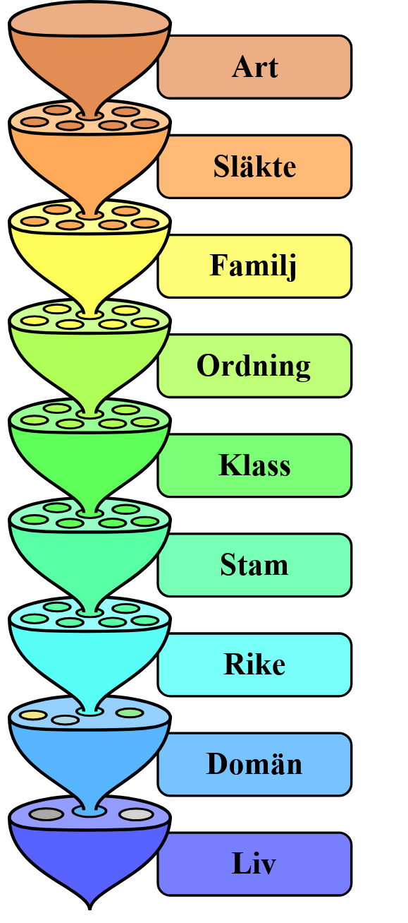 Art, släkte, familj, ordning, klass, stam, rike, domän, liv Art, släkte, familj, ordning, klass, stam, rike, domän, liv