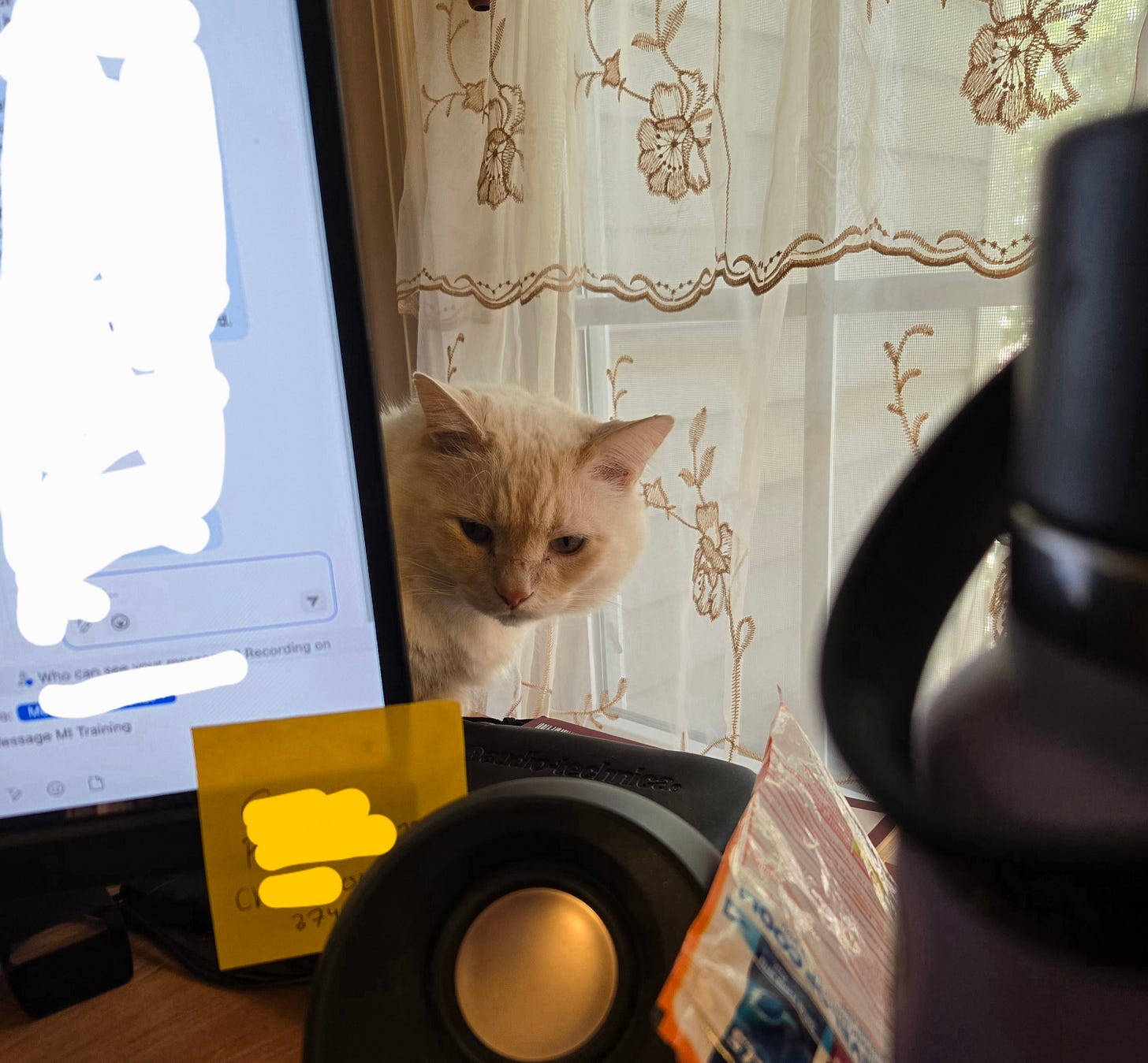 My white cat Princess peeks his head out from behind my large computer monitor on my desk. My white cat Princess peeks his head out from behind my large computer monitor on my desk.