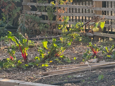 Images of tomatoes growing in the polytunnel, grapes, purple basil and chilli peppers, and chard in the outdoor beds
