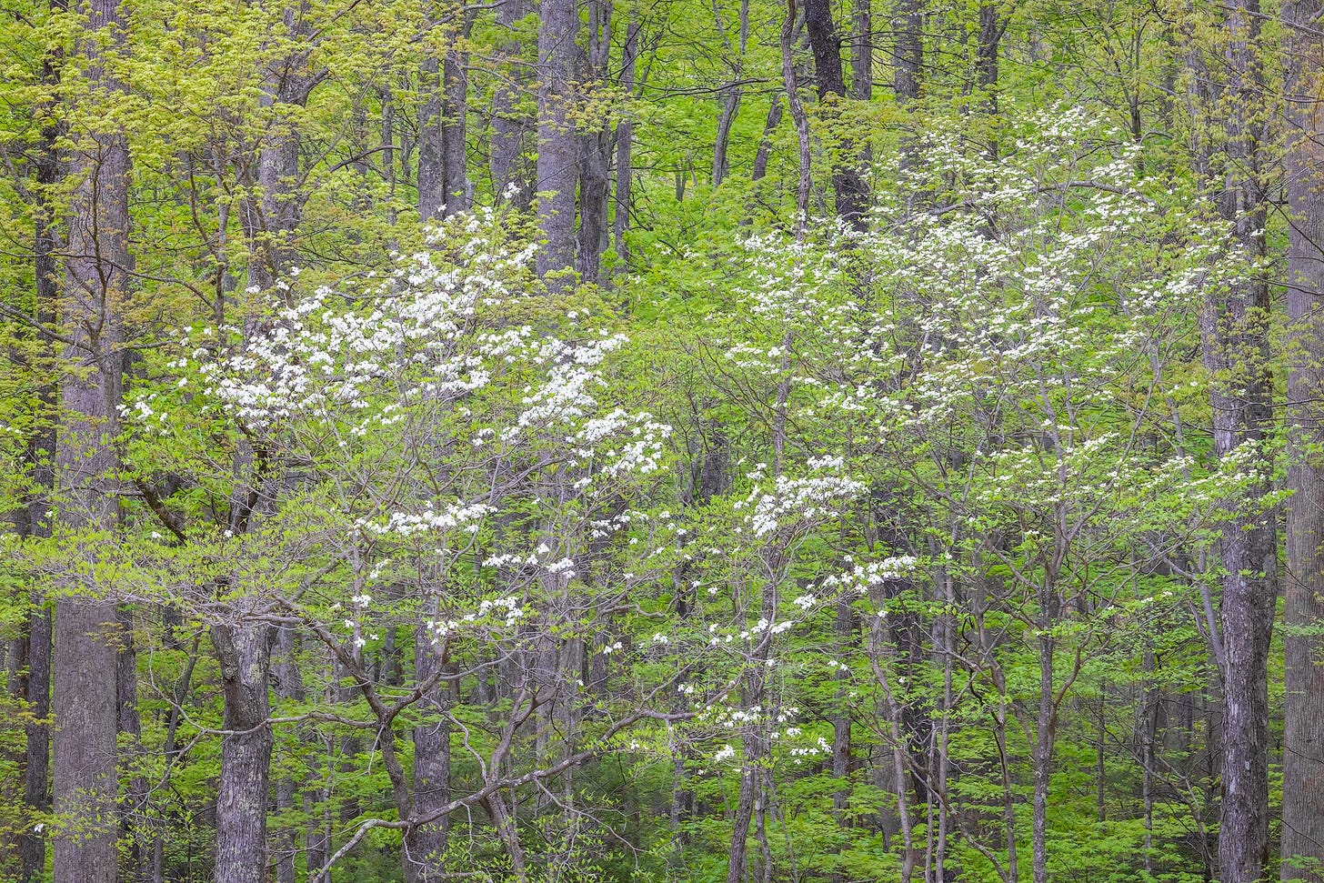 White dogwood blooms in Great Smoky Mountains National Park.