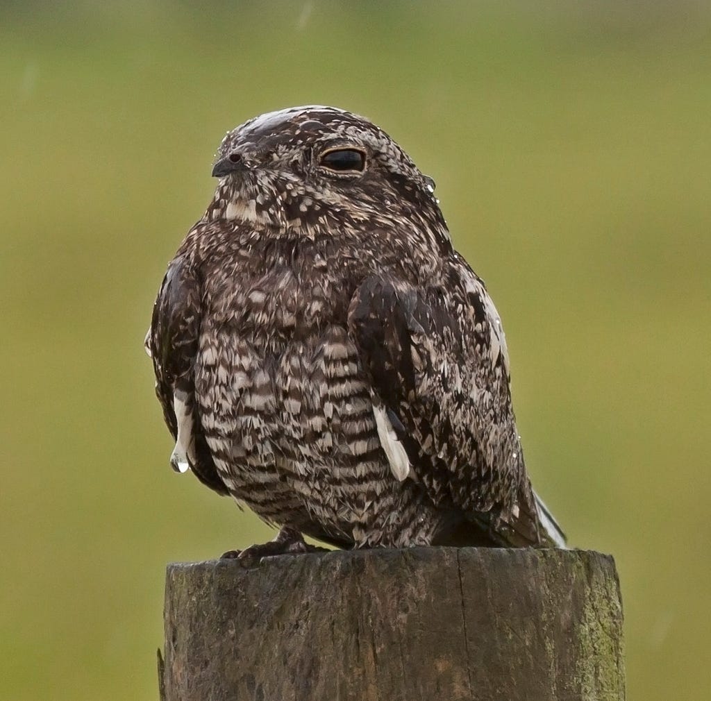 Common Nighthawk (Birds of Overton Park&#39;s Old Forest, Memphis, TN) ·  iNaturalist