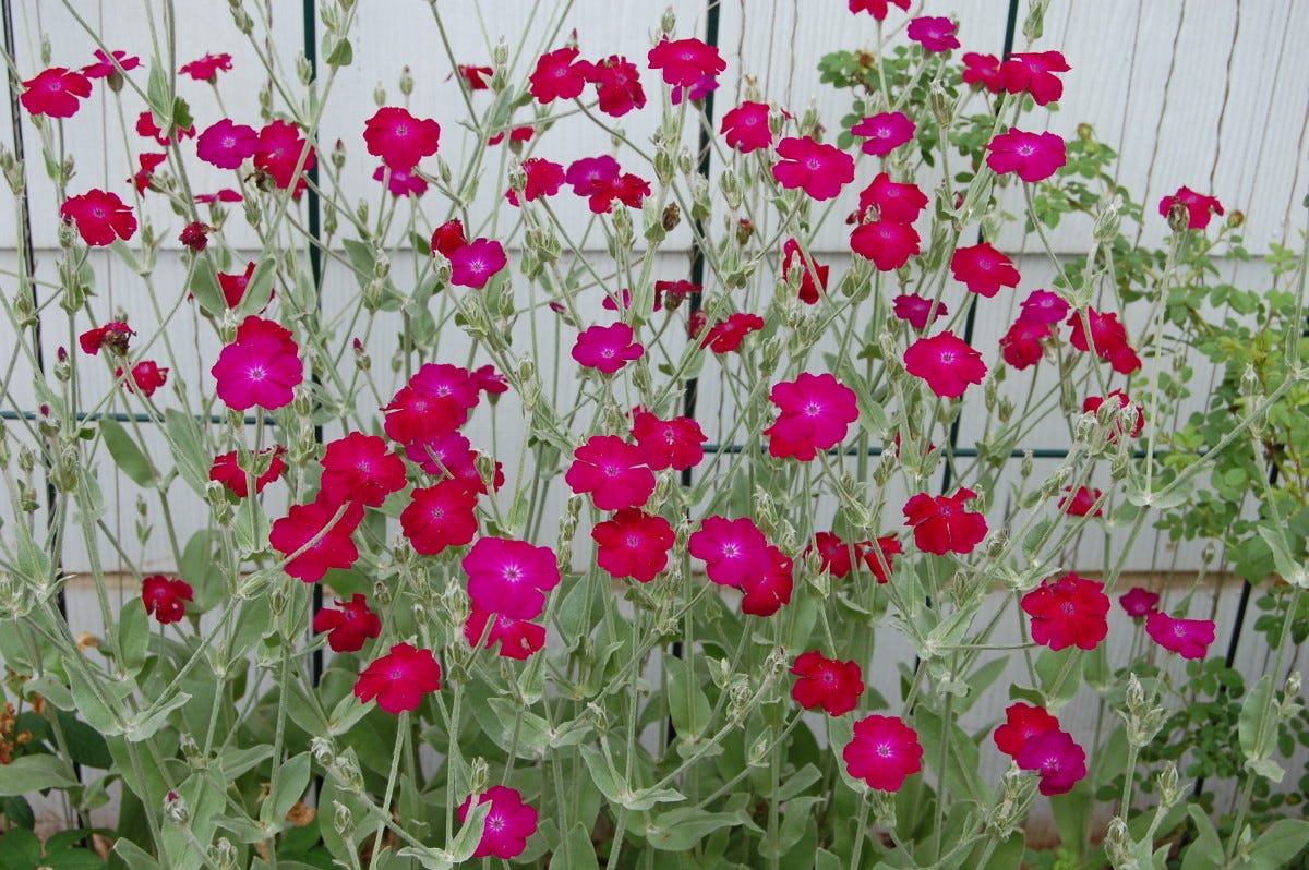 Rose campion in my garden
