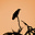 Alex Thabane's avatar