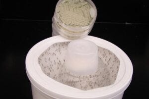 mosquitos in container of killer fungus