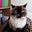 PersianCat's avatar