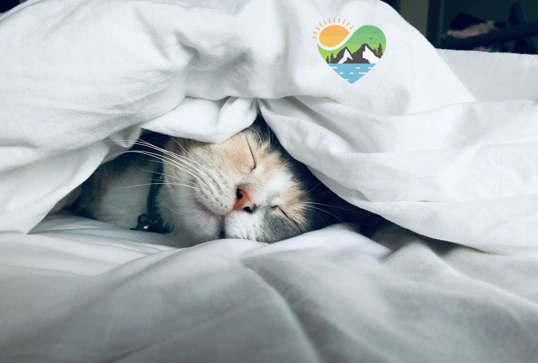 white cat sleeps under white comforter