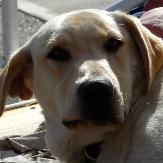 Trooper, my beautiful service dog