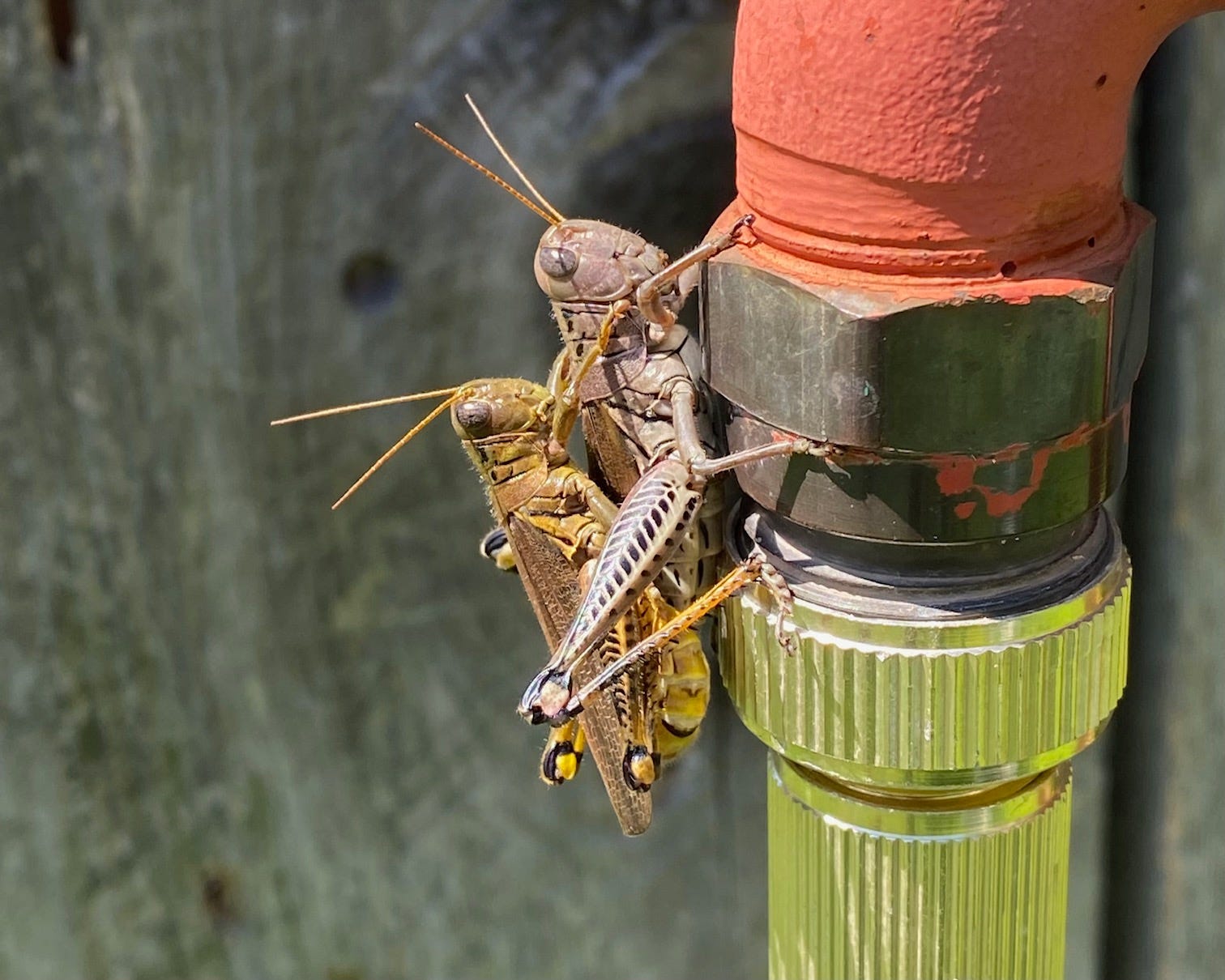 Grasshoppers mating?