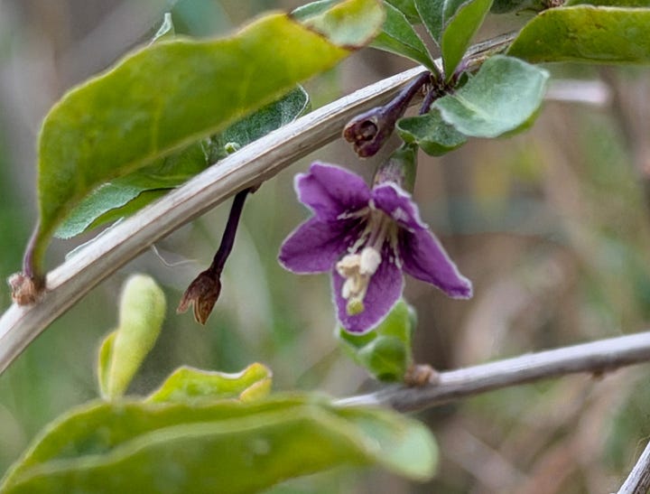 A purplish flowers and red berries