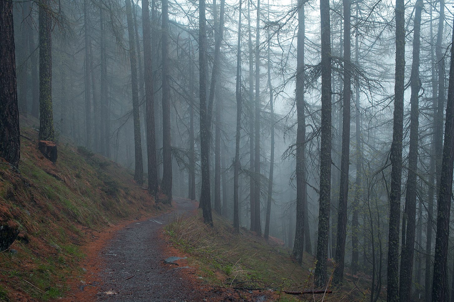 Trail through a rainy forest Trail through a rainy forest