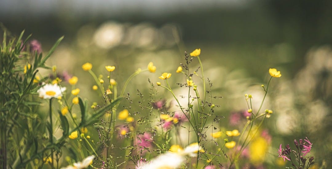 white and yellow petaled flower field during daytime white and yellow petaled flower field during daytime