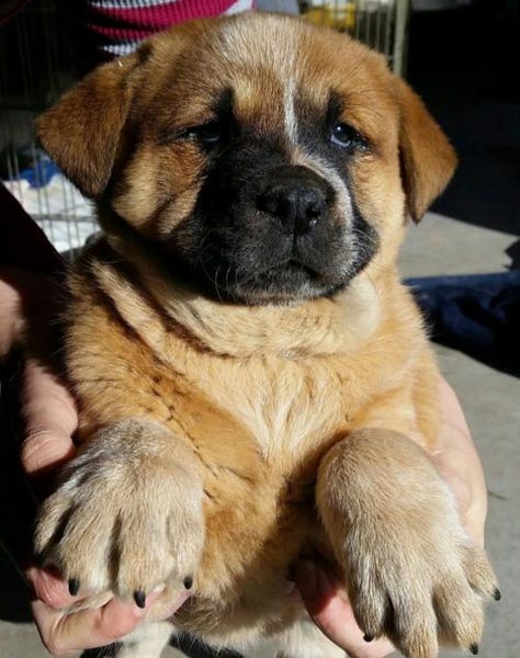 new mexico brown dog Reggie