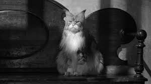 Why Hollywood Is Really Into Cats Right Now