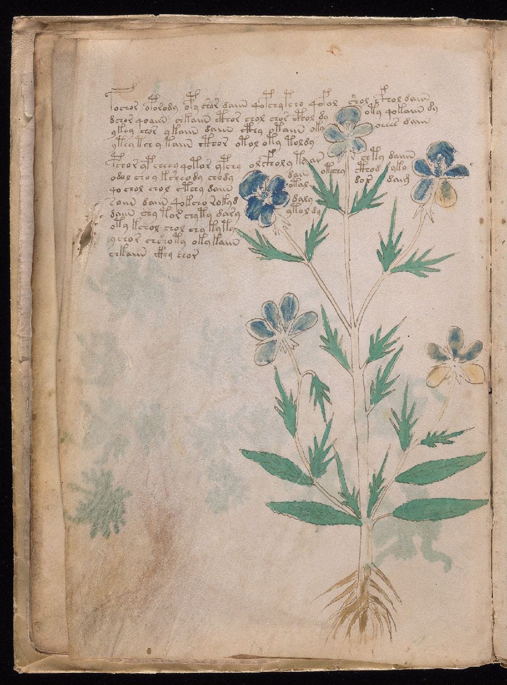 Manuscrito Voynich, f. 9v Manuscrito Voynich, f. 9v