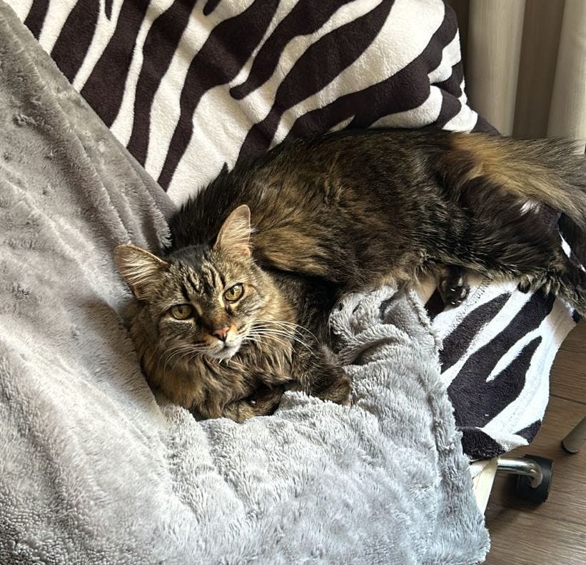Athena, a long-haired tabby with golden eyes, lounges on a soft gray blanket draped over a chair. Her body is stretched out comfortably, with her fluffy tail extending to the side. Behind her, a zebra-patterned blanket adds contrast to the cozy scene. Athena gazes directly at the camera with a calm and attentive expression. Athena, a long-haired tabby with golden eyes, lounges on a soft gray blanket draped over a chair. Her body is stretched out comfortably, with her fluffy tail extending to the side. Behind her, a zebra-patterned blanket adds contrast to the cozy scene. Athena gazes directly at the camera with a calm and attentive expression.