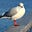 Avatar von Seagull_in_a_fishbowl