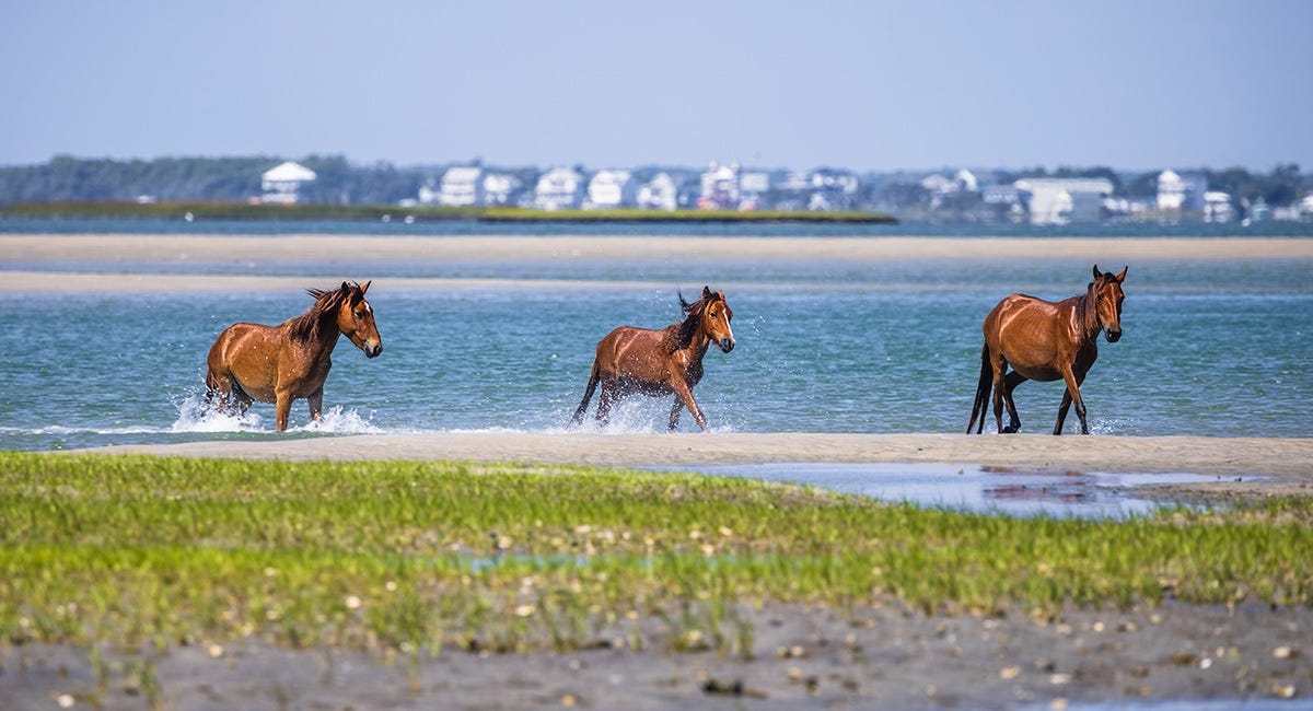 horses and wildlife on Shackleford Banks