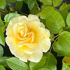 Language, organisation