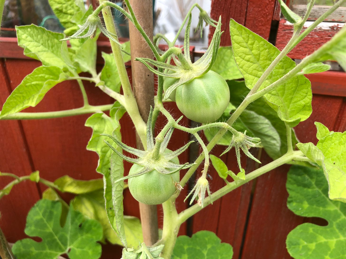 green tomatoes growing on the vine