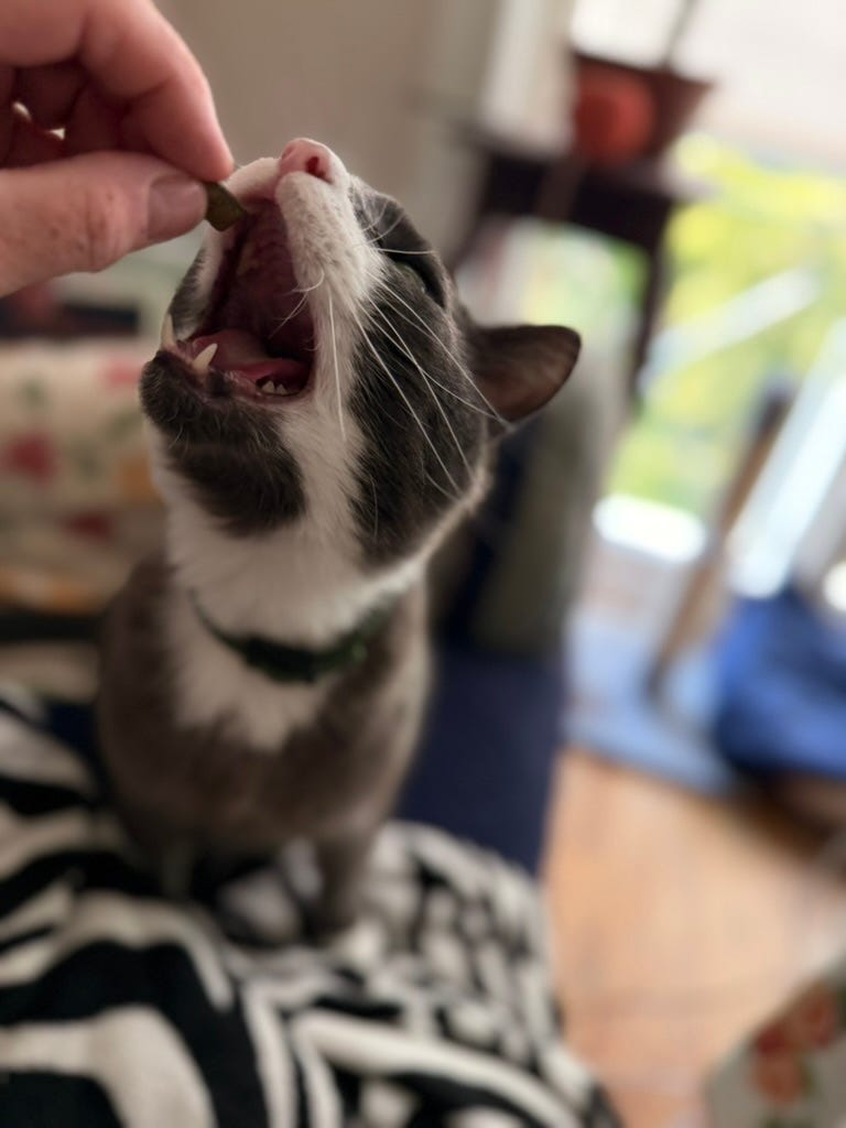 A grey-white tuxedo cat being hand-fed a treat.